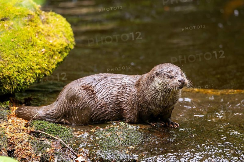 Eurasian otter (Lutra lutra) on the edge of a little lake in a forest, Bavaria, Germany