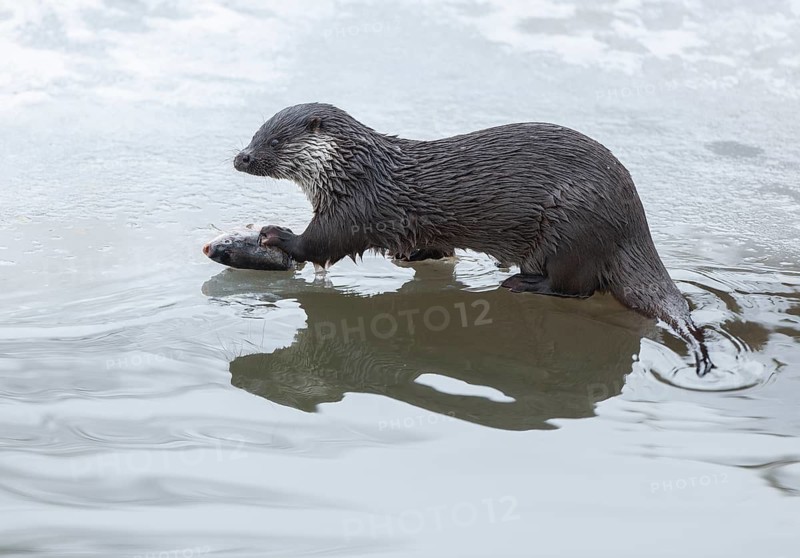 Otter (Lutra lutra) with prey fish at a partly frozen pond, snow, Germany