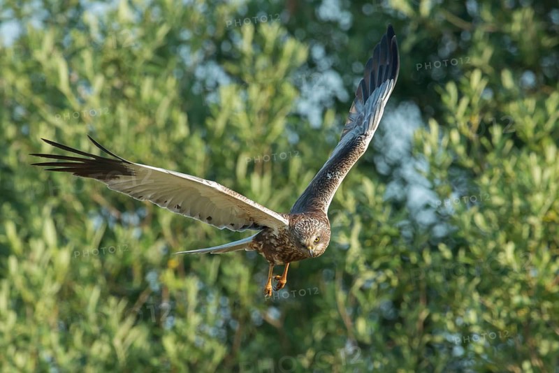 Western Marsh Harrier (Circus aeruginosus) male flying, Schleswig-Holstein, Germany
