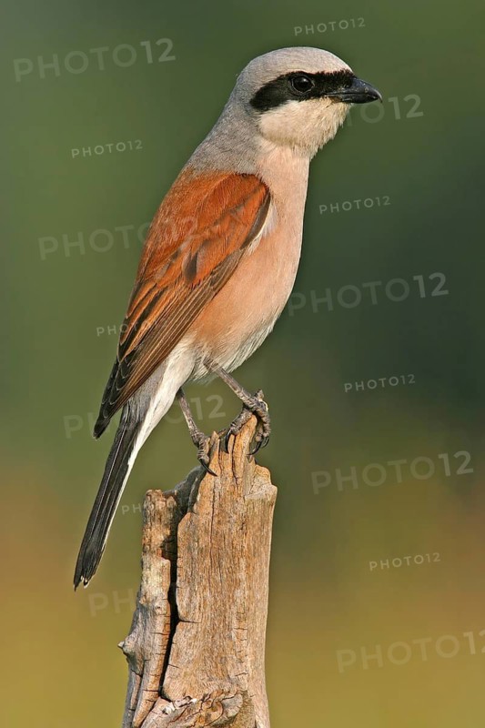 Red-backed shrike (Lanius collurio), Pie-griËche Ècorcheur, AlcaudÛn Dorsirrojo, Spider, spider, Kreis Bad Dürkheim, Hockenheim, Baden-W¸rttemberg, Germany