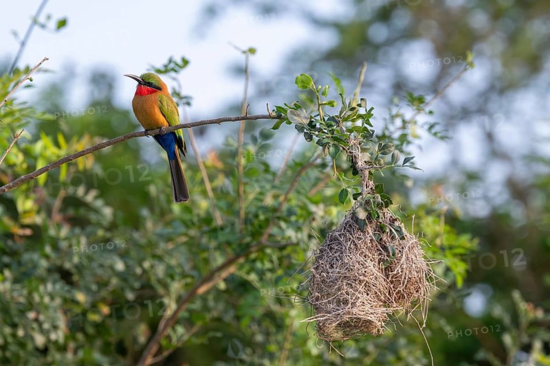 Red-throated Bee-eater (Merops bulocki) sitting at its nest on a branch, Murchison Falls NP, Uganda