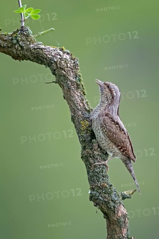 Eurasian Wryneck (Jynx torquilla) perched on a branch, Saxony-Anhalt, Germany