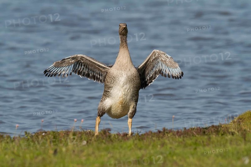 Greylag Goose (Anser anser) juvenile, Texel, Netherlands