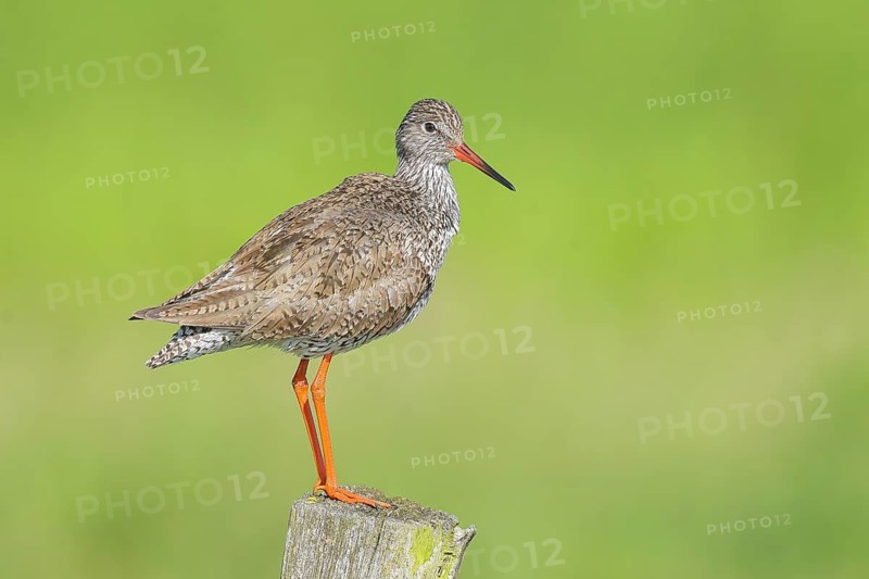 Redshank, (Tringa totanus), standing on a pasture fence, wildlife, animals, birds, snipe family, Ochsenmoor, Naturpark Dümmer See, Hüde Lower Saxony, Germany
