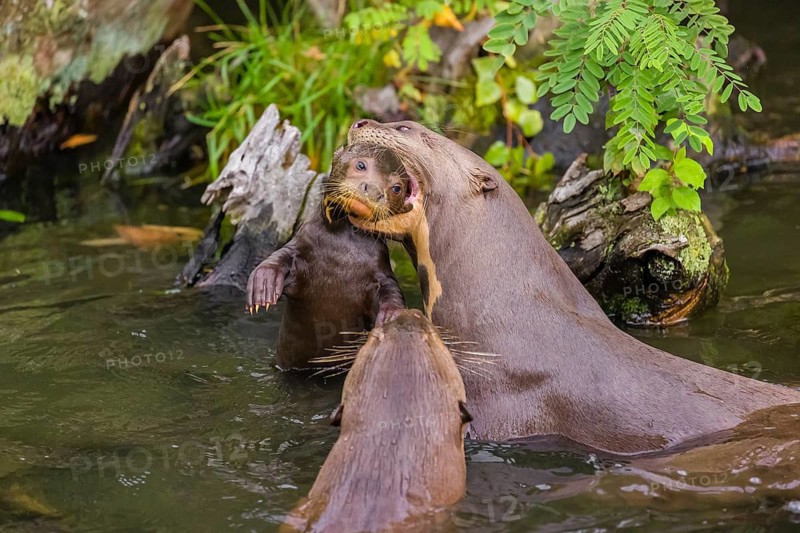 An adult giant otter or giant river otter (Pteronura brasiliensis) carries a 2-month-old juvenile in its mouth and rests on a tree root lying in the water of a small river. They are accompanied by other adult otters of the pack