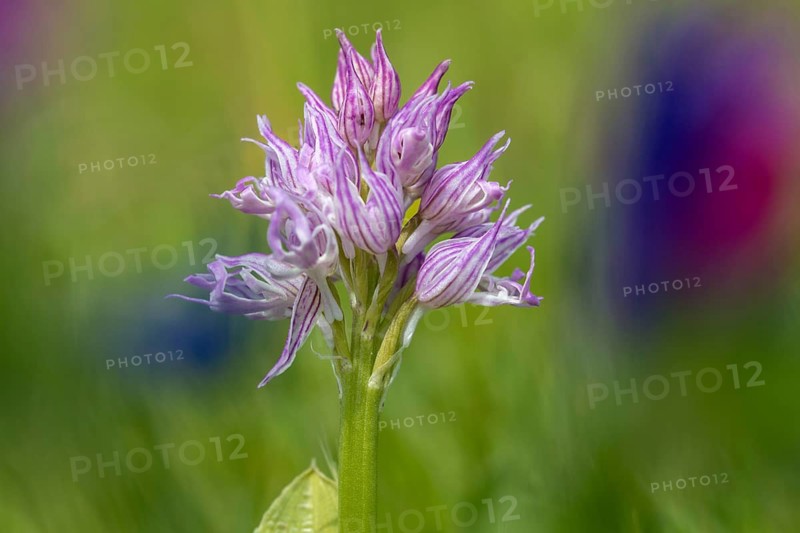 Granelli, Italian Orchid, Italian Orchid, Italy, Orchids, Orchis Italica, Pantani Cuba and Longarini, Migratory Bird Sanctuary, Pantani Cuba & Longarini Migratory Bird Sanctuary, Flora, Italy, Naked Man Orchid, Plants, Sicily, Foundation for Biodiversity