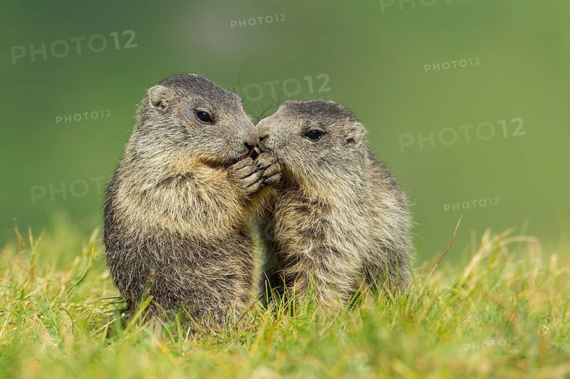 Alpine Marmot (Marmota marmota) two young playing, High Tauern National Park, Carinthia, Austria