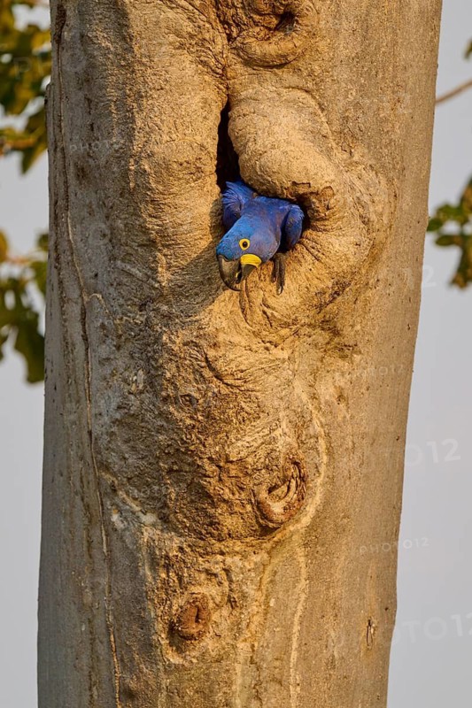 A blue hyacinth macaw peeks out curiously from a tree hollow, surrounded by natural bark, hyacinth macaw (Anodorhynchus hyacinthinus), Pantanal, Mato Grosso, Brazil