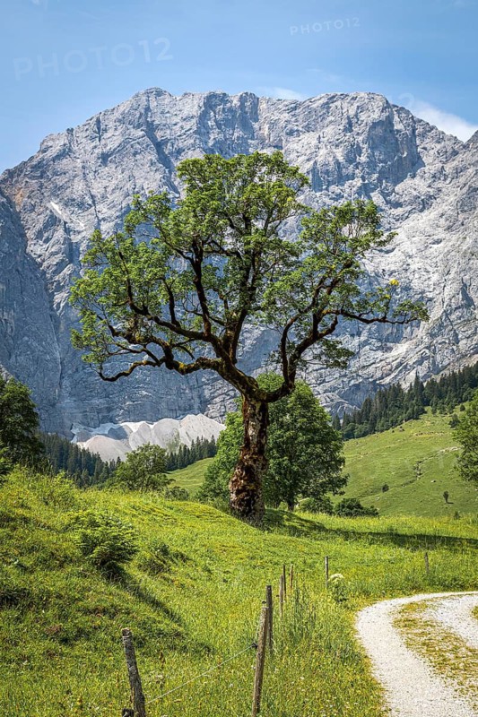 Large maple soil in the Karwendel nature park Park in Rißtal, Hinterriß, Tyrol, Austria