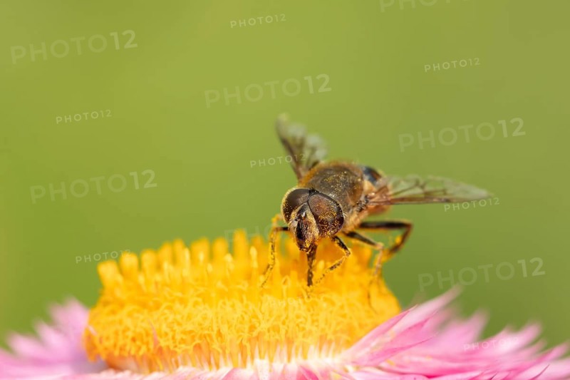 Patchwork leafcutter bee (Megachile centuncularis) adult insect feeding on a Strawflower flower in summer, Suffolk, England, United Kingdom
