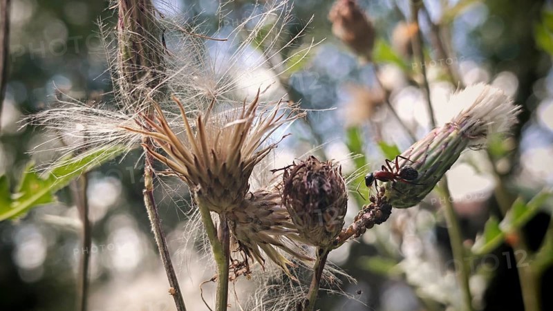 Close-up of a wood ant (Formica) on a thistle (Carduus) bathed in natural light, Frankenwald nature park Park