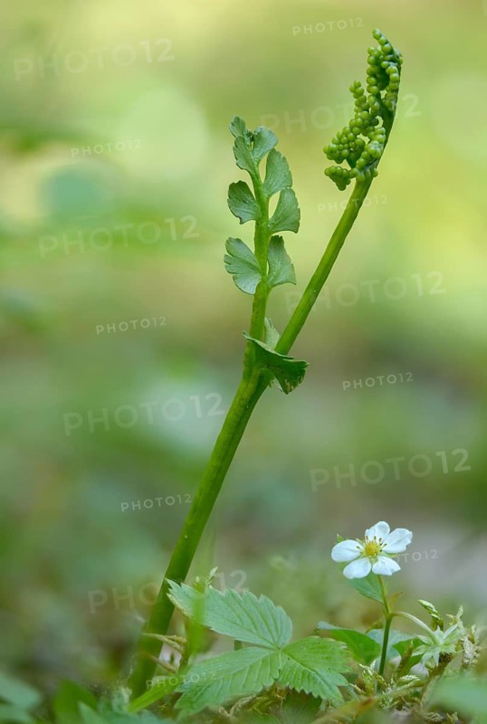 Botrychium lunaria, moonworm, moonworm fern, snake tongue, ophioglossaceae, common moonwort, flora, high size, portrait format, moonwort, mountain melick, plants, plants