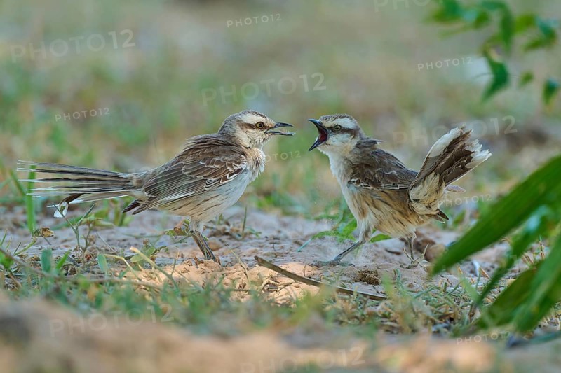 Two birds with their beaks open, apparently in a dispute on the ground. Giving the impression of intense communication: the mocking thrush (Mimus polyglottos), Pantanal, Mato Grosso, Brazil