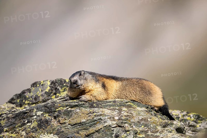 Alpine marmot (Marmota marmota) in autumn, Grossglockner, High Tauern National Park, Austria