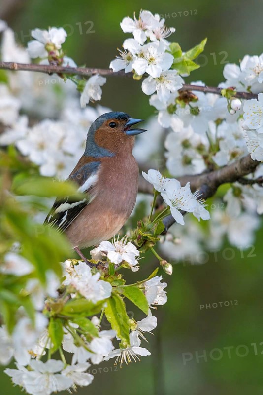 Chaffinch, Fringilla Coelebs, Fruit Tree Blossoms, Birds, Call, Spring, Song, High Size, Portrait Format, Male, Passeri, Call, Singing, Songbirds, Jump, Birds