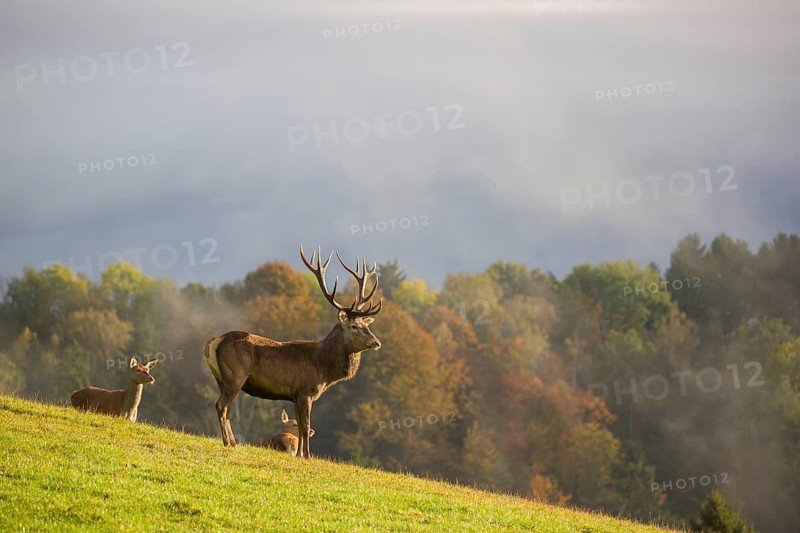 A red deer stag (Cervus elaphus) and two hinds are standing in a meadow in hilly terrain. A forest with autumn leaves can be seen in the background. Wisps of mist drift over the forest