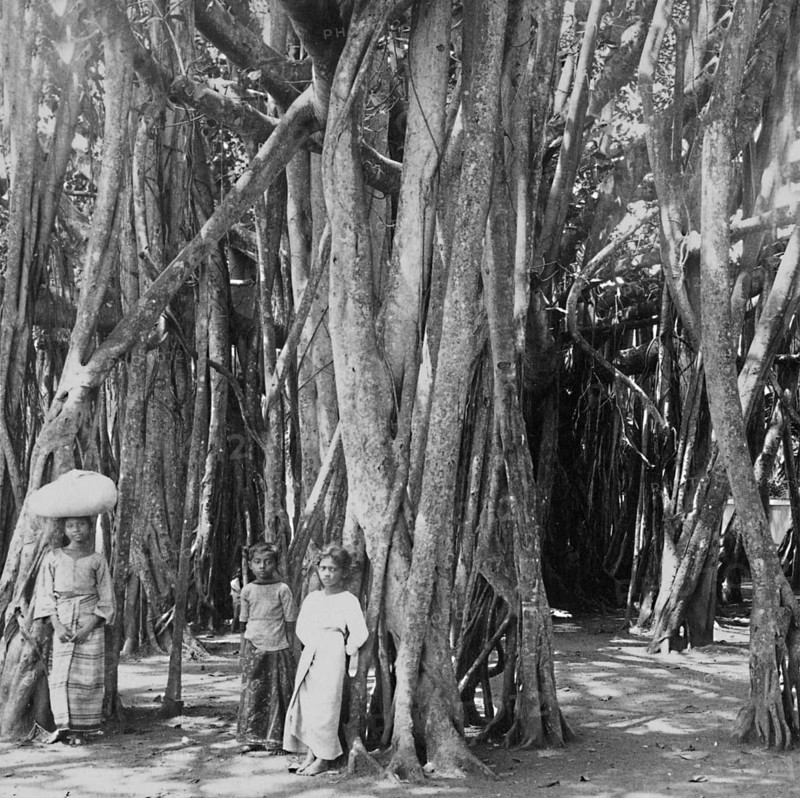 Two children and a girl are standing amongst the aerial roots of a very large banyan fig tree (Ficus benghalensis), Colombo, Ceylon, circa 1903, historical