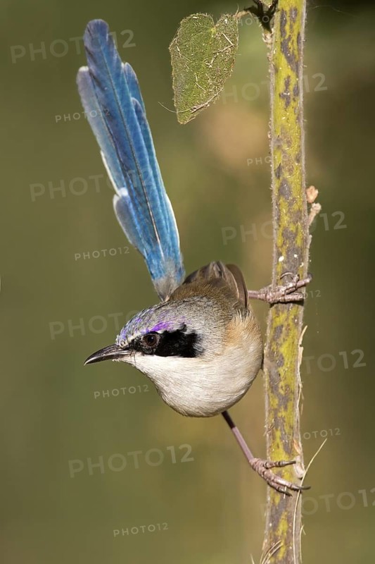 Purple-crowned Fairywren (Malurus coronatus) male, Western Australia, Australia