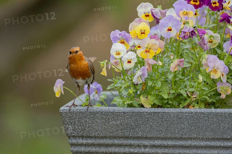 European robin (Erithacus rubecula) adult garden bird on a plant pot with pansy and viola flowers in spring, England, United Kingdom