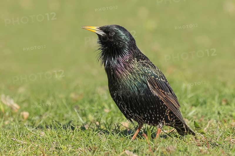Starlings (Sturnus vulgaris), adult garden bird, foraging in a meadow, mating, nature photography, wildlife, animals, bird, songbird, Baltic Sea, Baltic Sea island Fehmarn, East Holstein, Schleswig-Holstein, Germany