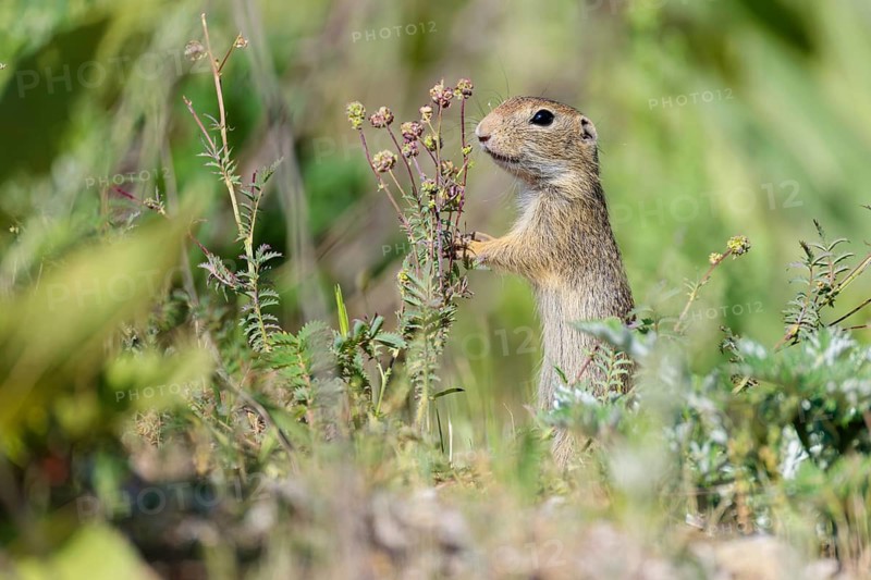 A young European ground squirrel (Spermophilus citellus) eats seats, leaves and flowers in a green meadow with tall vegetation on a sunny day. Austria