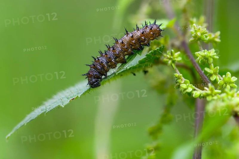 Admiral, nettle, large stinging nettle, red admiral, urtica dioica, urticaceae, Vanessa atalanta, nettle, butterfly, common nettle, flora, inchworm, insects, nettle, nettle leaf, plants, caterpillar, butterflies, stinging nettle, butterflies, stinging nettle, butterflies