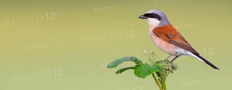 Red-backed shrike (Lanius collurio), Pie-griËche Ècorcheur, AlcaudÛn Dorsirrojo, Spider, spider, Hockenheim, Baden-W¸rttemberg, Germany