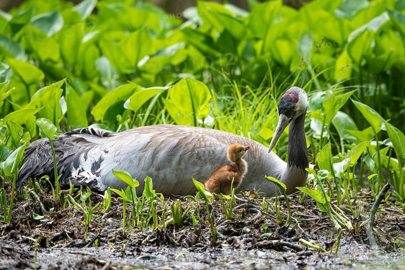 Crane (gurs grus) in nest with chicks, Feldberger Seenlandschaft, Mecklenburg-Vorpommern, Germany
