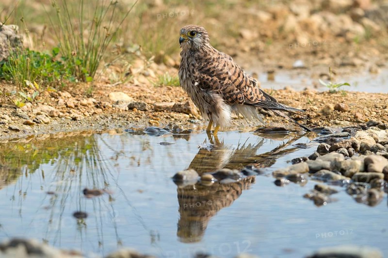 Falco Tinnunculus, Kestrel, Kestrel, Bath, Bird Bath, Birds, Falcon, Falconiformes, Falcons, Birds of Prey, Hawk, Mirror, Raptors, Reflection, Potion, Birdbath, Birds, Watering Place