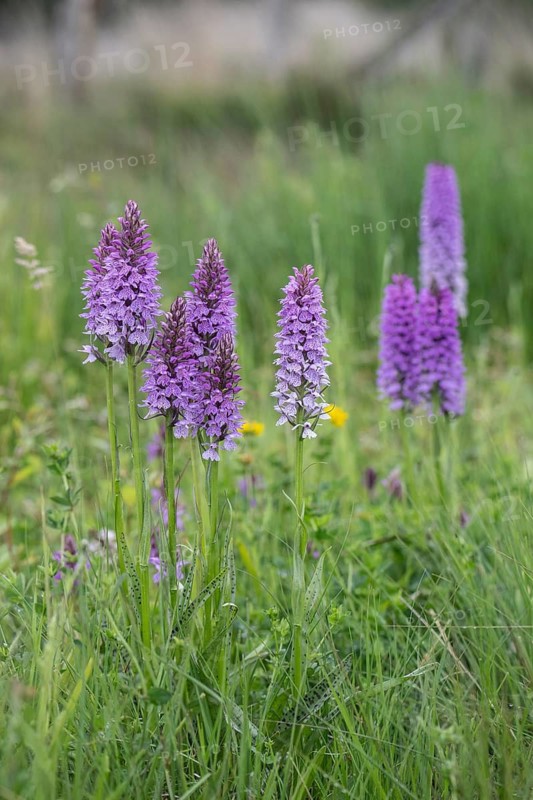 Moorland spotted orchid (Dactylorhiza maculata), Emsland, Lower Saxony, Germany