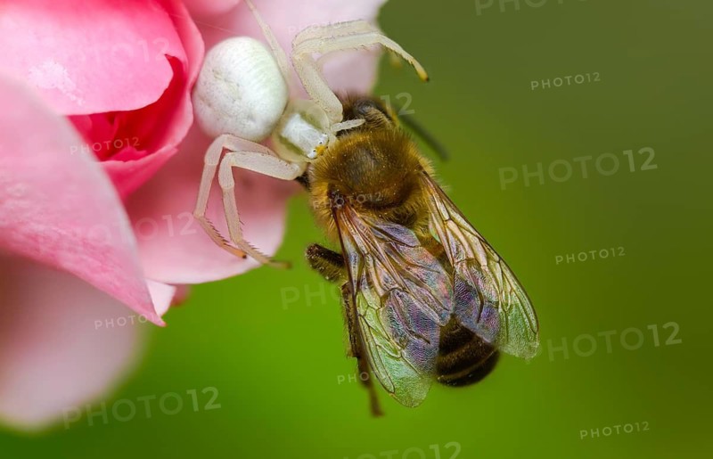 Apidae, apis mellifera, arachnida, bees, European honey bee, European honey bee, flower crab spider, hymenoptera, misumena vatia, arachnids, variable crab spider, western honey bee, western honey bee, prey, flower spider, goldenrod crab spider, honey bee, insects, hunting, crab spider, spider, spiders