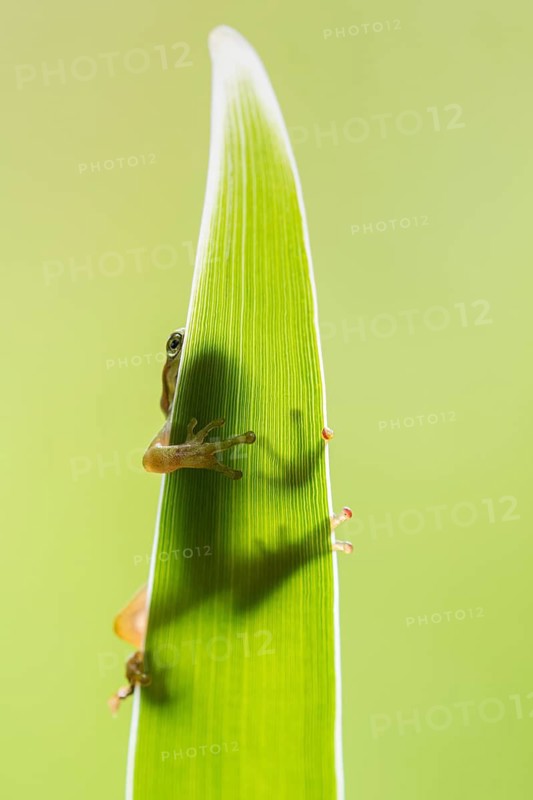 European tree frog (Hyla arborea), Zandvort, Netherlands