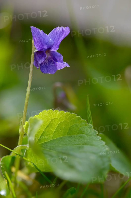 Sweet Violet, Violet, Violet, Viola Odorata, Violaceae, Flora, High Size, Portrait Format, Plants
