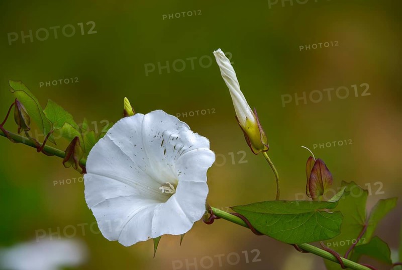 Calystegia sepium, real fence wind, rutland beauty, fence winch, bellbind, bugle vine, flora, granny pop out of bed, heavenly trumpets, hedge bindweed, plants, plants
