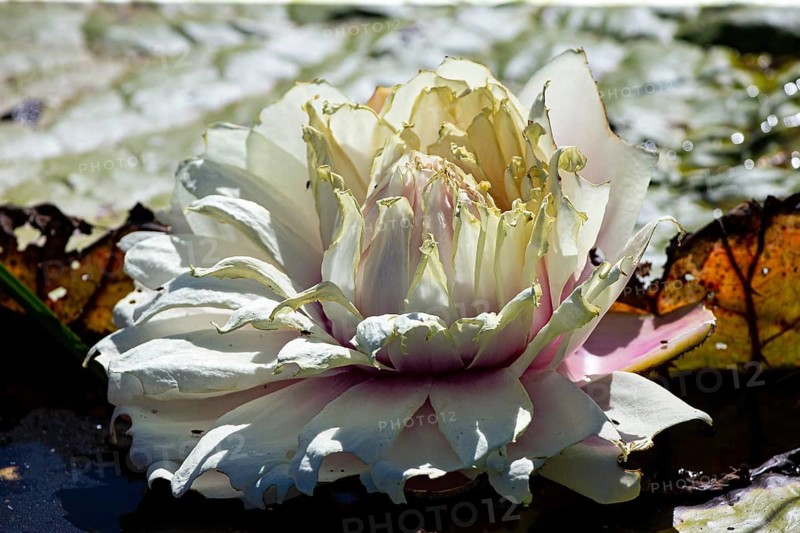 Giant water lily (Victoria amazonica) Pantanal Brazil