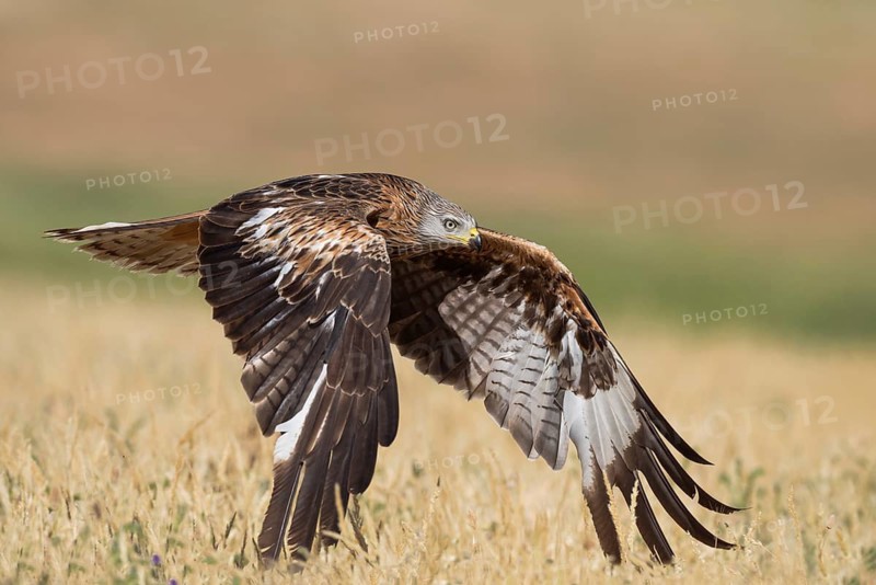 Red Kite (Milvus milvus) flying, Castile-La Mancha, Spain