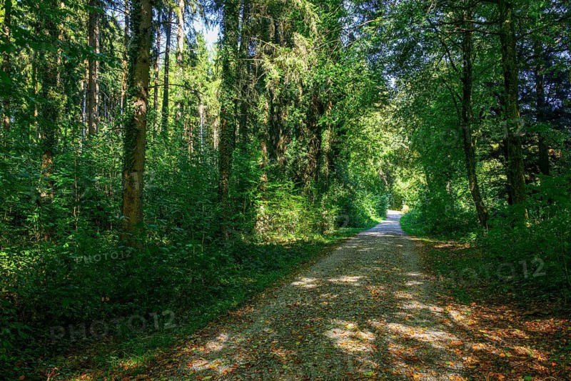 Nadelwald Waldweg, Kloten, Switzerland
