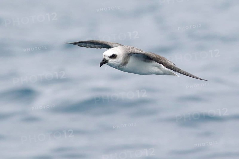 White-headed Petrel (Pterodroma lessonii) flying, Victoria, Australia