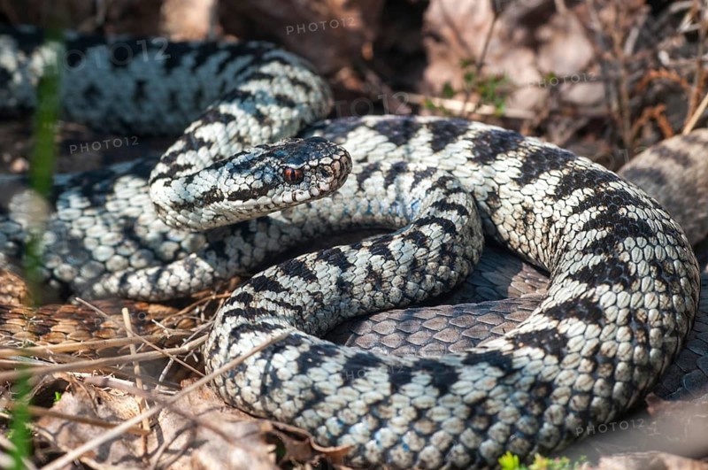 European adder, European viper, venomous snake, vipera berus, critters, poisonous reptiles, male, reptilia, reptiles, snakes, snakes