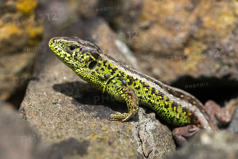 Castor bean tick, wooden buck, ixodes ricinus, ixodida, lacerta agilis, sand lizard, sand lizard, ticks, critters, lizards, reptiles