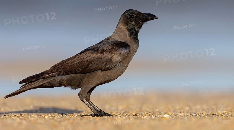 Shining Crow, Indian House Crow, House Crow, (Corvus splendens), Corbeau familier, Corneja India, Raysut, Salalah, Dhofar, Oman