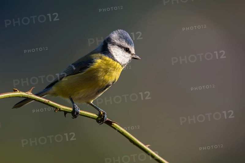Blue tit, parus caeruleus, birds, tits, passeri, songbirds, songbirds, tits, birds