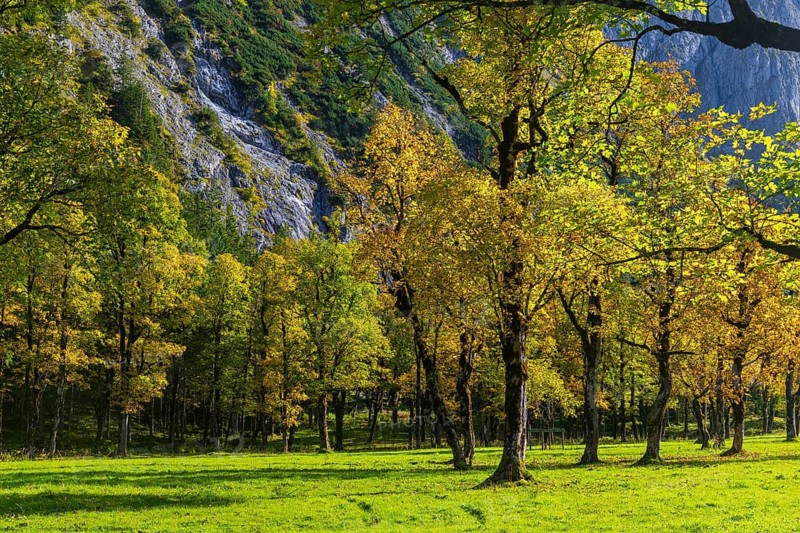 Nature conservancy area Grosser Ahornboden. Sycamore maple trees, Acer pseudoplatanus, in autumn. Karwendel mountains, Austria