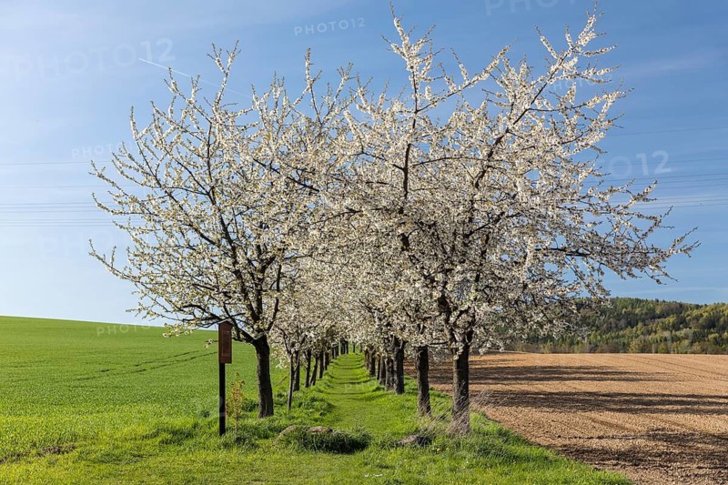 Green field path with cherry trees (prunus) in blossom, avenue, Rammenau, Saxony, Germany