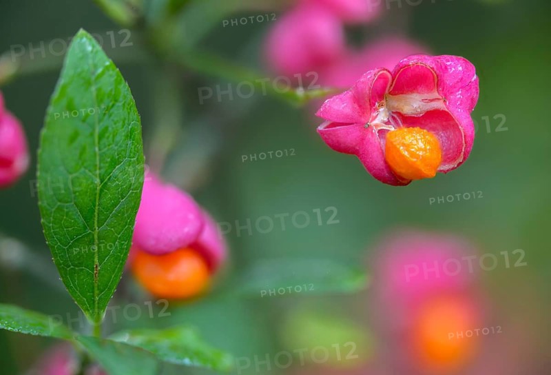 Celastraceae, Euonymus europaea, European Pfaffenhütchen, Pfaffenhütchen, Pfaffenkapperl, Pfaffenkäppchen, Spillbaum, Spindelshrub family, flora, plants, plants