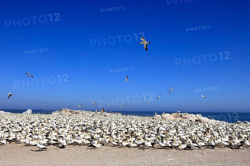Cape Gannet (Morus capensis), breeding colony, on land, coast, beach, Lamberts Bay, Western Cape, South Africa