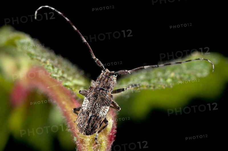 Bind eyeboat, gray-bonded eyespot, mesosa nebulosa, white-clouded longhorn beetle, beetle, longhorn beetle, coleoptera, insects, beetles