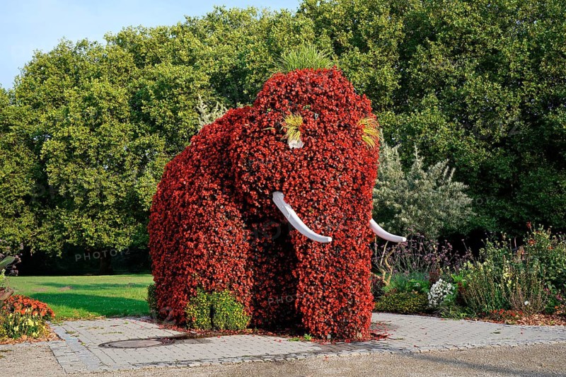 An elephant sculpture planted with ever-flowering begonias (Begonia semperflorens), the ‘Flower Elephant', Hamm, North Rhine-Westphalia, Germany