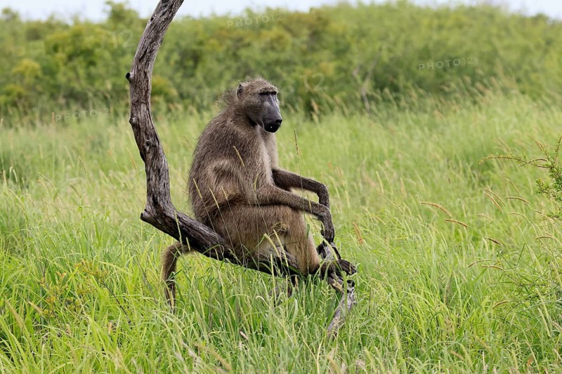 Bear baboon (Papio ursinus), Chakma baboon, adult, sitting, relaxed, tree trunk, observing, Kruger National Park, Kruger National Park, South Africa