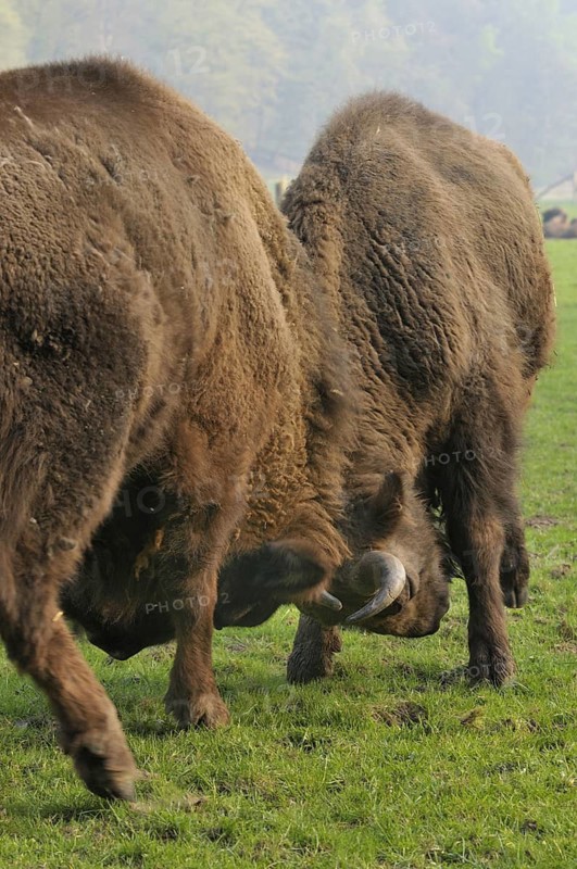 Mountain bison, Bison bonasus caucasicus, breeding in Hardehausen, Hesse, Germany, April 2009